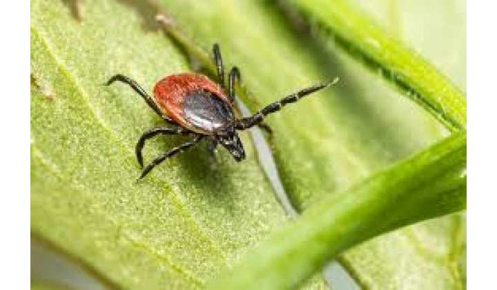Fotka pre článok Kliešť v prírode