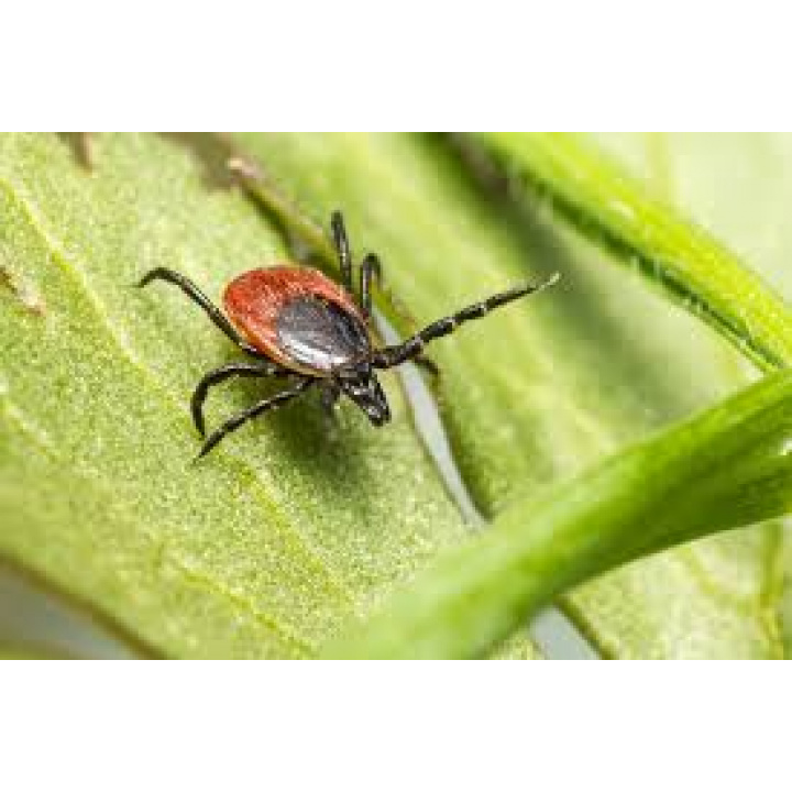Menšia fotka pre článok Kliešť v prírode
