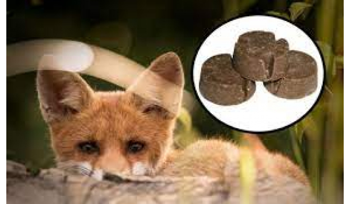 Fotka pre článok Oznámenie o začatí jarnej kampane 2026 orálnej vakcinácie líšok proti besnote