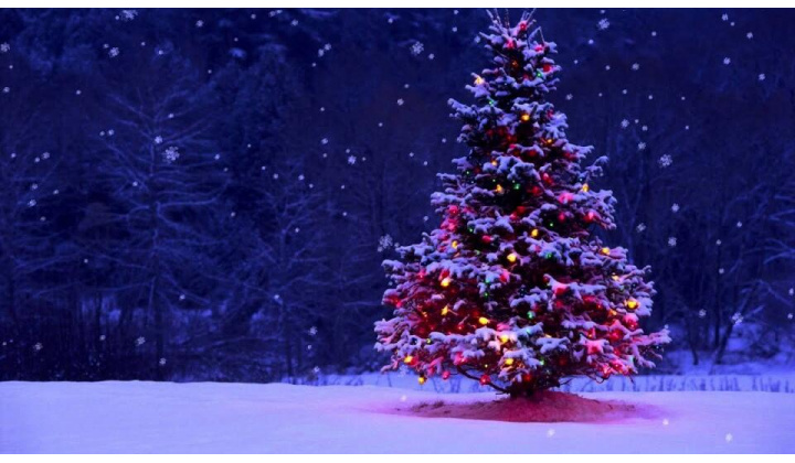 Fotka pre článok Vianočný strom pre Matiašovce