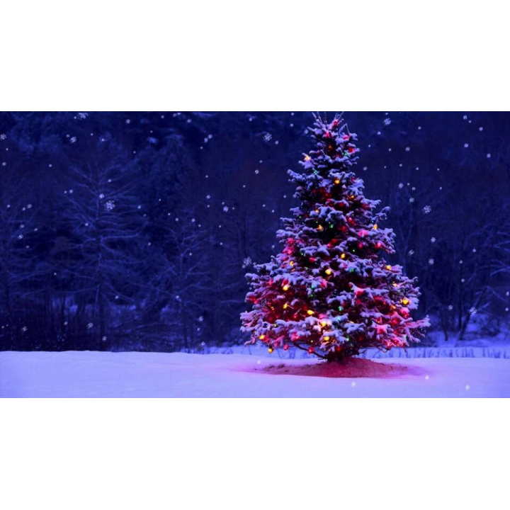 Menšia fotka pre článok Vianočný strom pre Matiašovce