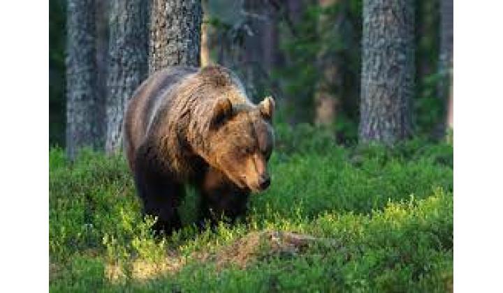 Vyhlásenie mimoriadnej situácie v súvislosti s výskytom medveďa hnedého
